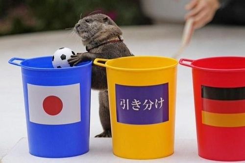 Rái cá, bạch tuộc thành nhà 'tiên tri' tỉ số World Cup