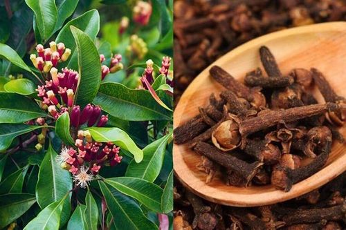 Vì sao đinh hương có giá đắt đỏ