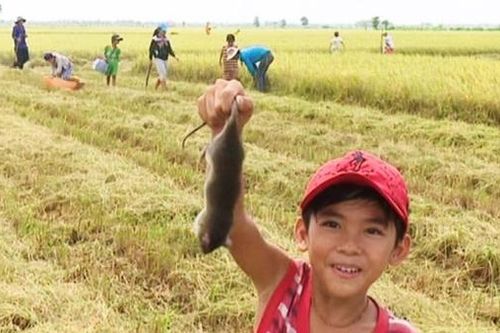 Săn chuột đồng mùa cuối năm