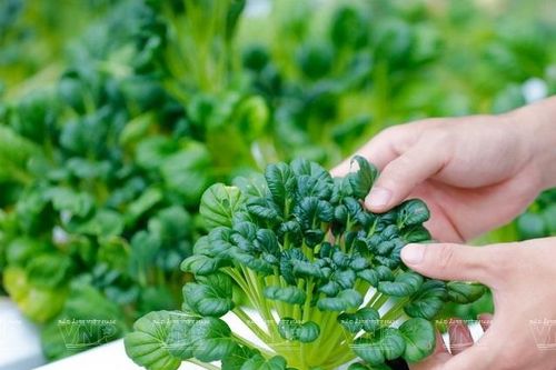 Việt Nam, Đan Mạch tăng cường hợp tác trong sản xuất, quản lý sản phẩm hữu cơ