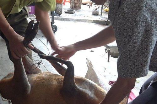 Chủ quán nhậu giấu động vật quý hiếm để chuẩn bị lên…mâm