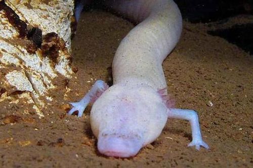 Kỳ lạ loài 'rồng non' sống thọ 100 tuổi, nhịn ăn hàng chục năm