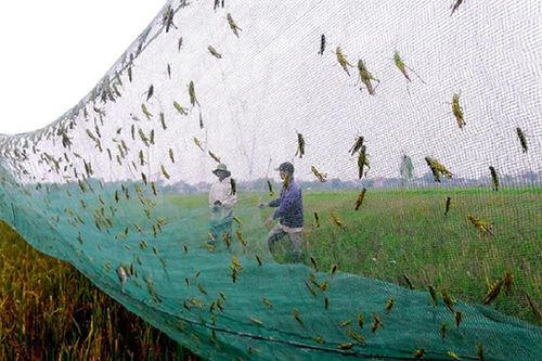 Loài bay đầy ruộng ai gặp cũng xua đuổi, đại gia lùng mua 500.000 đồng/kg