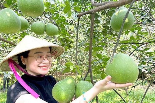 Tìm giá trị riêng cho trái bưởi Đồng Nai