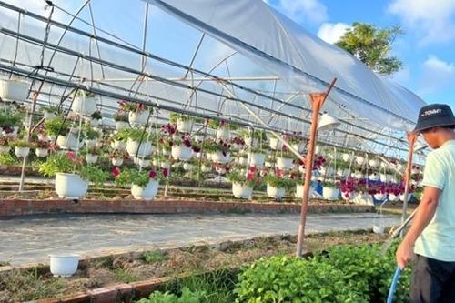 Gượng dậy sau trận mưa ngập lịch sử, nhà vườn tất bật vụ hoa Tết