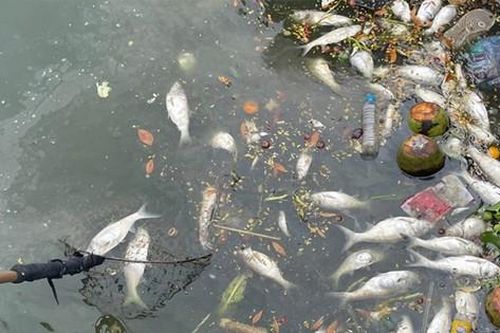 Cá Hồ Tây vẫn chết hàng loạt, môi trường ô nhiễm nặng