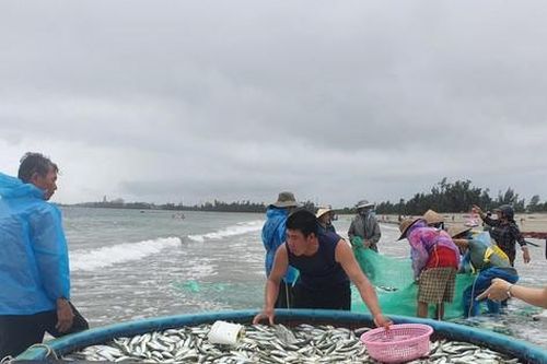 Kéo lưới rùng gần bờ, ngư dân trúng đậm mẻ cá gần 3 tấn