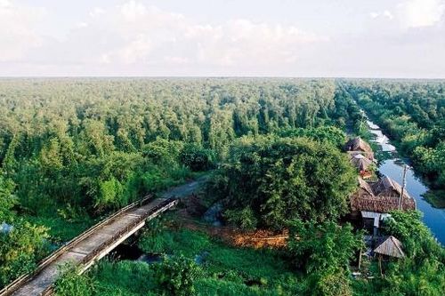 Liên minh Rừng ngập mặn vì khí hậu