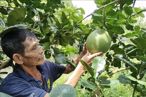 Bưởi da xanh vươn mình ra biển lớn - Bài cuối: Sẵn sàng vượt biển