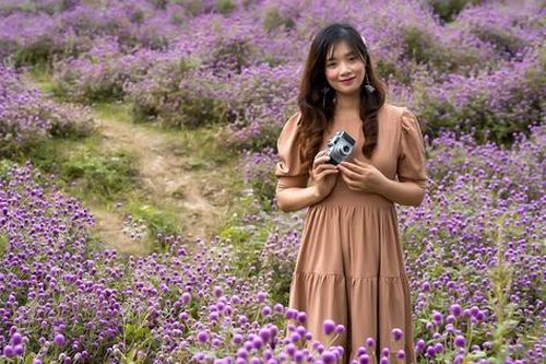 Người Hà Nội mê mẩn với hoa bách nhật tím đẹp như trời Âu