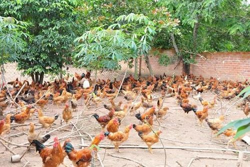BR-VT tăng cường phòng, chống dịch bệnh động vật các tháng cuối năm 2022, đầu năm 2023
