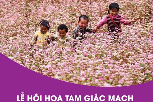 Lễ hội hoa Tam Giác Mạch 'Sức sống cao nguyên đá'