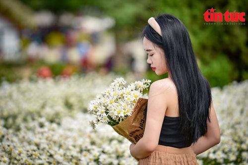 Bãi đá sông Hồng nhộn nhịp khách check-in cúc họa mi