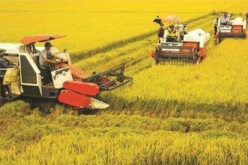 Hậu Giang xây dựng nông nghiệp quy mô sản xuất hàng hóa lớn