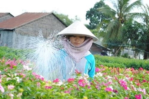 Nông dân Sa Đéc cung ứng khoảng 2 triệu giỏ hoa Tết
