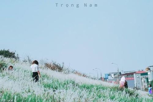 Triền đê Long Biên tràn ngập cỏ lau trắng muốt, giới trẻ Hà Nội xúng xính tới check-in