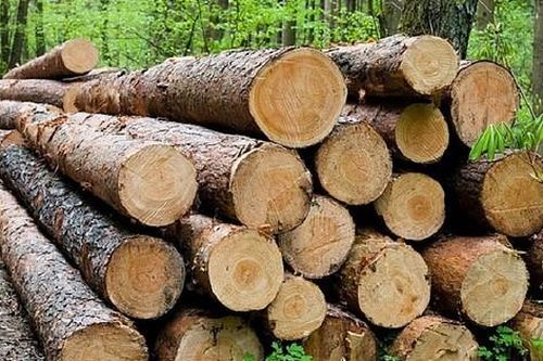 Ghi nhận kiến nghị về sửa đổi quy định truy xuất nguồn gốc lâm sản