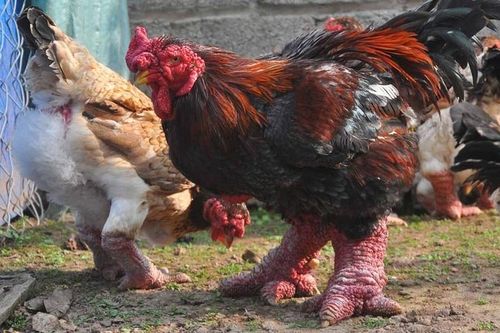 Gà Đông Tảo 'gây bão' trên báo nước ngoài