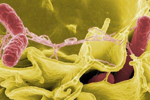 Lưu ý khi điều trị bệnh nhiễm khuẩn Salmonella