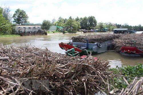 Hậu Giang: Nhà máy đường chậm vào vụ, nhiều ghe mía nằm chờ