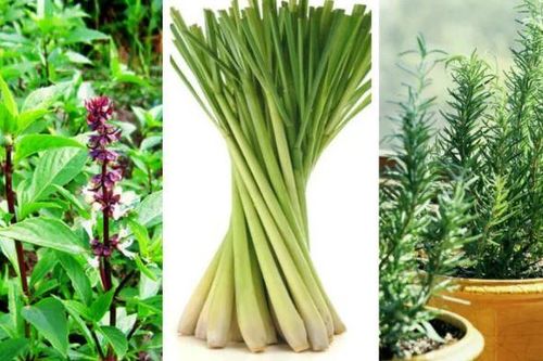 5 loại cây cứ trồng trong nhà đuổi cả đàn muỗi gián, không cần dùng hóa chất