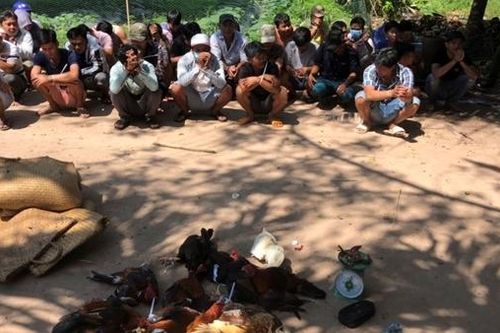 Phá trường gà quy mô lớn ở vùng biên