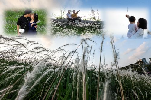 Ngắm triền đê cỏ lau trắng muốt tuyệt đẹp bên sông Hồng lúc chiều tà
