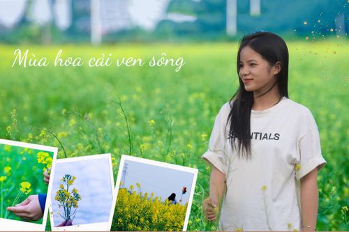 Ngắm cánh đồng hoa cải vàng tuyệt đẹp bên sông ngoại thành Hà Nội