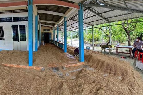 Gỡ khó cho hàng nghìn tấn lúa sạch ở Cà Mau