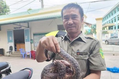 Tuần tra trong hẻm, bảo vệ dân phố phát hiện Tê tê Java quý hiếm
