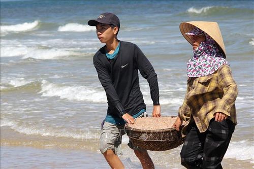 Ngư dân Quảng Trị được mùa ruốc