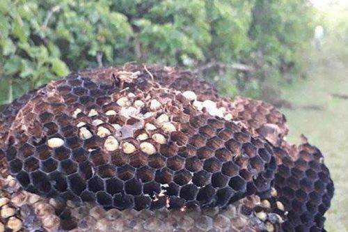 Loài có nọc độc nguy hiểm không ngờ là đặc sản giá 500.000 đồng/kg, dân nhậu cực mê