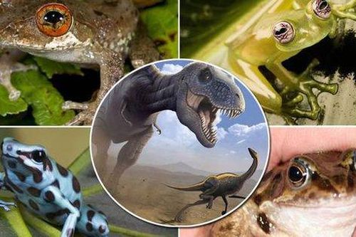 Tại sao loài ếch có thể sống sót sau khi tiểu hành tinh quét sạch sự sống của loài khủng long?