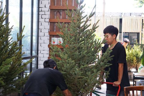 TP.HCM: Cây thông tươi nhập khẩu hút khách mùa Giáng sinh