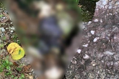 Quảng Ninh: Người dân tá hỏa phát hiện thi thể đang phân hủy trong rừng