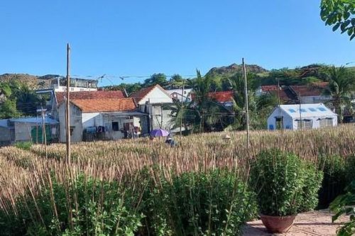 Làng hoa xứ Trầm Hương tất bật chuẩn bị cho vụ hoa Tết
