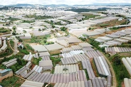 Nhà kính và mối nguy hiện hữu ở Đà Lạt