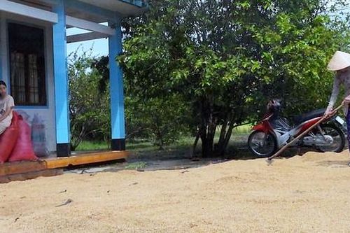 Cà Mau: Doanh nghiệp cam kết tiêu thụ hết lúa ST24/ST25 bao tiêu và tồn đọng trong dân