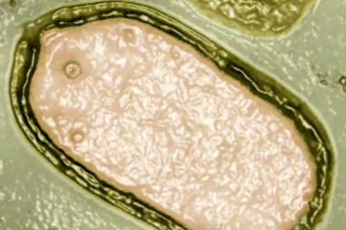 'Virus zombie' 50.000 năm tuổi mới được hồi sinh liệu có nguy hại tới cộng đồng