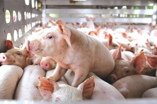 Ông chủ heo ăn chay nhận chuyển nhượng 99,9% vốn một công ty chăn nuôi