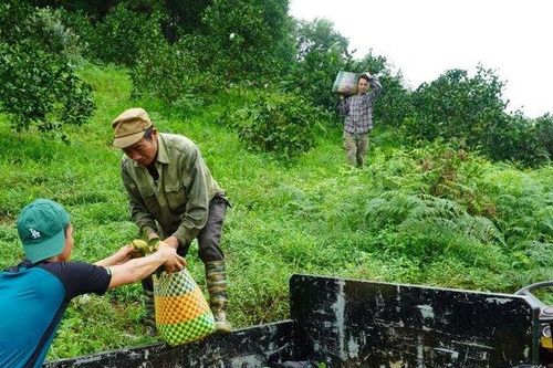 Cam Khe Mây vào chính vụ, người dân phấn khởi được giá cao