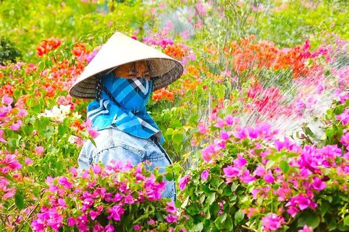 Rực rỡ làng nghề hoa giấy Phù Đổng