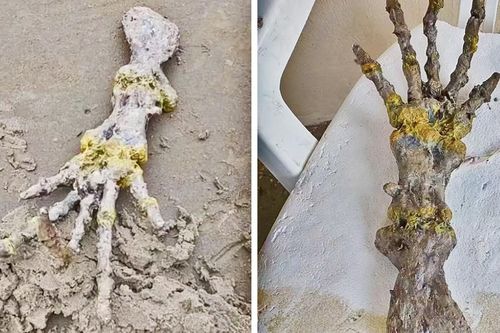 Mẩu xương như bàn tay người ngoài hành tinh dạt vào bờ biển Brazil