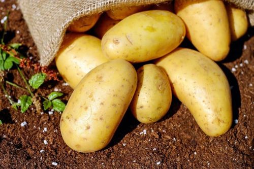 Lợi ích bất ngờ của khoai tây