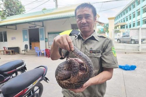 Thú hiếm 'đi lạc' trong hẻm, dân giao ngay cho chính quyền TP.HCM