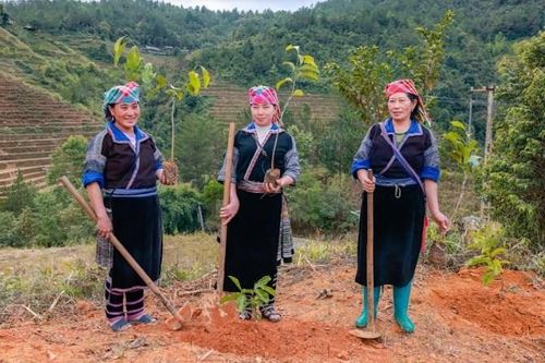 Yên Bái: Trao tặng 20.000 cây giống cho huyện Mù Căng Chải