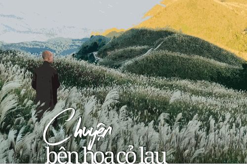 Chuyện bên hoa cỏ lau