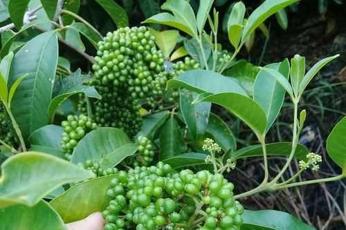 Sau lưng thiên đường