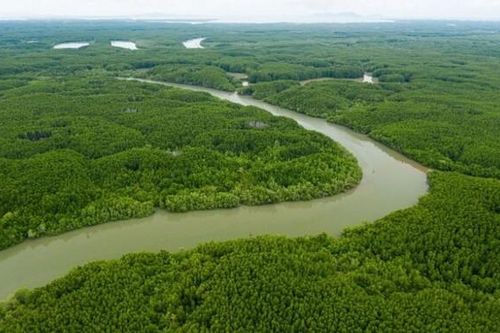 Nỗ lực bảo vệ rừng ngập mặn, nhằm hạn chế tiêu cực của biến đổi khí hậu