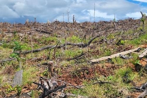Kiểm tra dấu hiệu vi phạm của xã để mất 6ha rừng